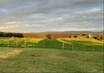 Campo con olivos en producción