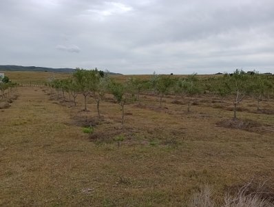 5 hectáreas con olivos en Maldonado