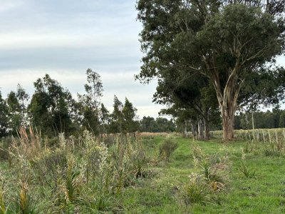 50 hectáreas sobre ruta 9