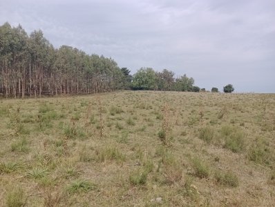 170 hectáreas en lavalleja