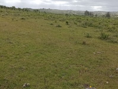 198 hectáreas en Garzón