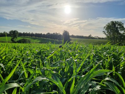 Campo olivar sobre la Ruta 8 de Minas