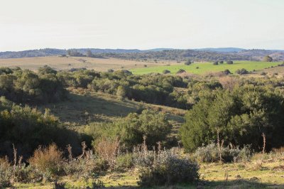 Campo - Garzón