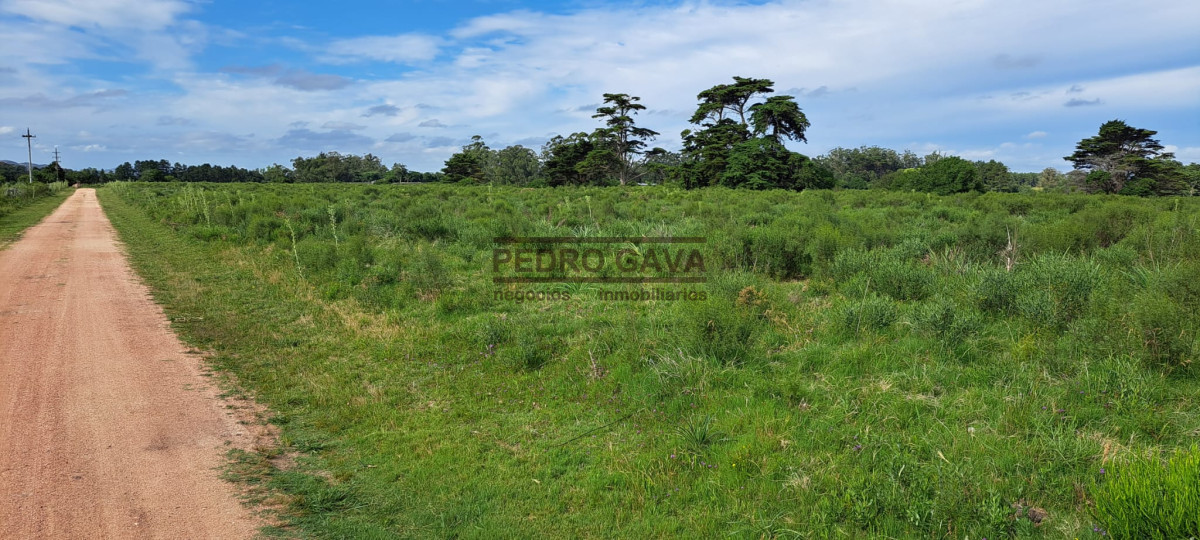 La Pataia - GoPunta - Portal Inmobiliario de Punta del Este - Maldonado