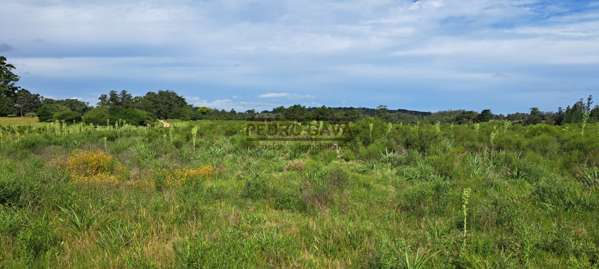 La Pataia - GoPunta - Portal Inmobiliario de Punta del Este - Maldonado