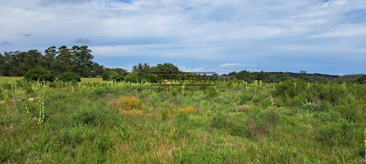 La Pataia - GoPunta - Portal Inmobiliario de Punta del Este - Maldonado