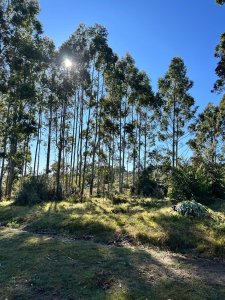 Oportunidad campo en Lavalleja 600 hectáreas forestadas
