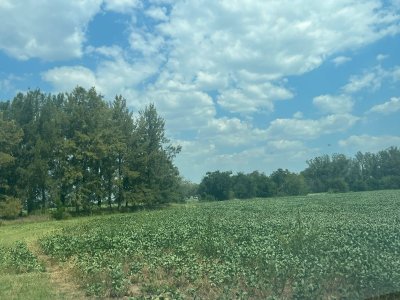 En venta campo de 175 has en Buenos Aires Argentina