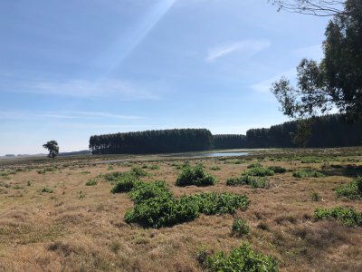 Campo en Durazno   Tipo de Campo Agricola-Ganadero