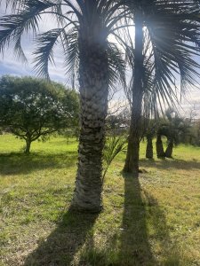 En venta lote de 5924 m2 en el Tesoro 