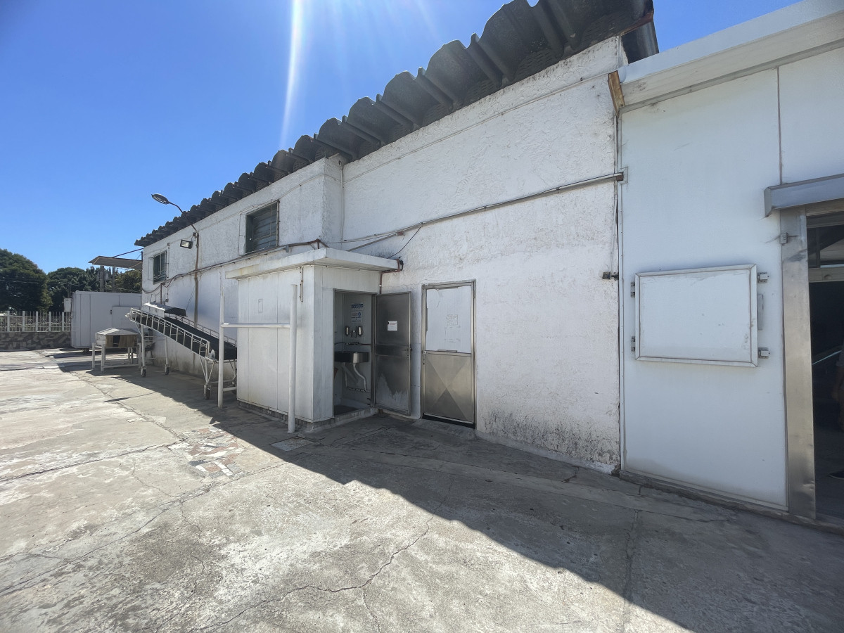Venta local logístico industrial frigorífico 906mts de terreno - Maroñas