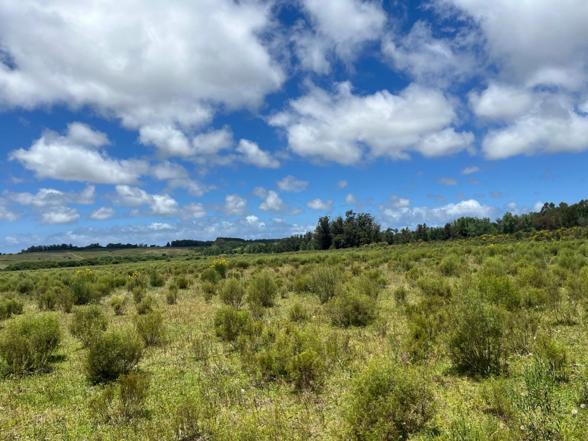 VENTA 11 HECTAREAS RUTA 104