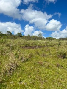 Campo En Venta 220ha Treinta y Tres