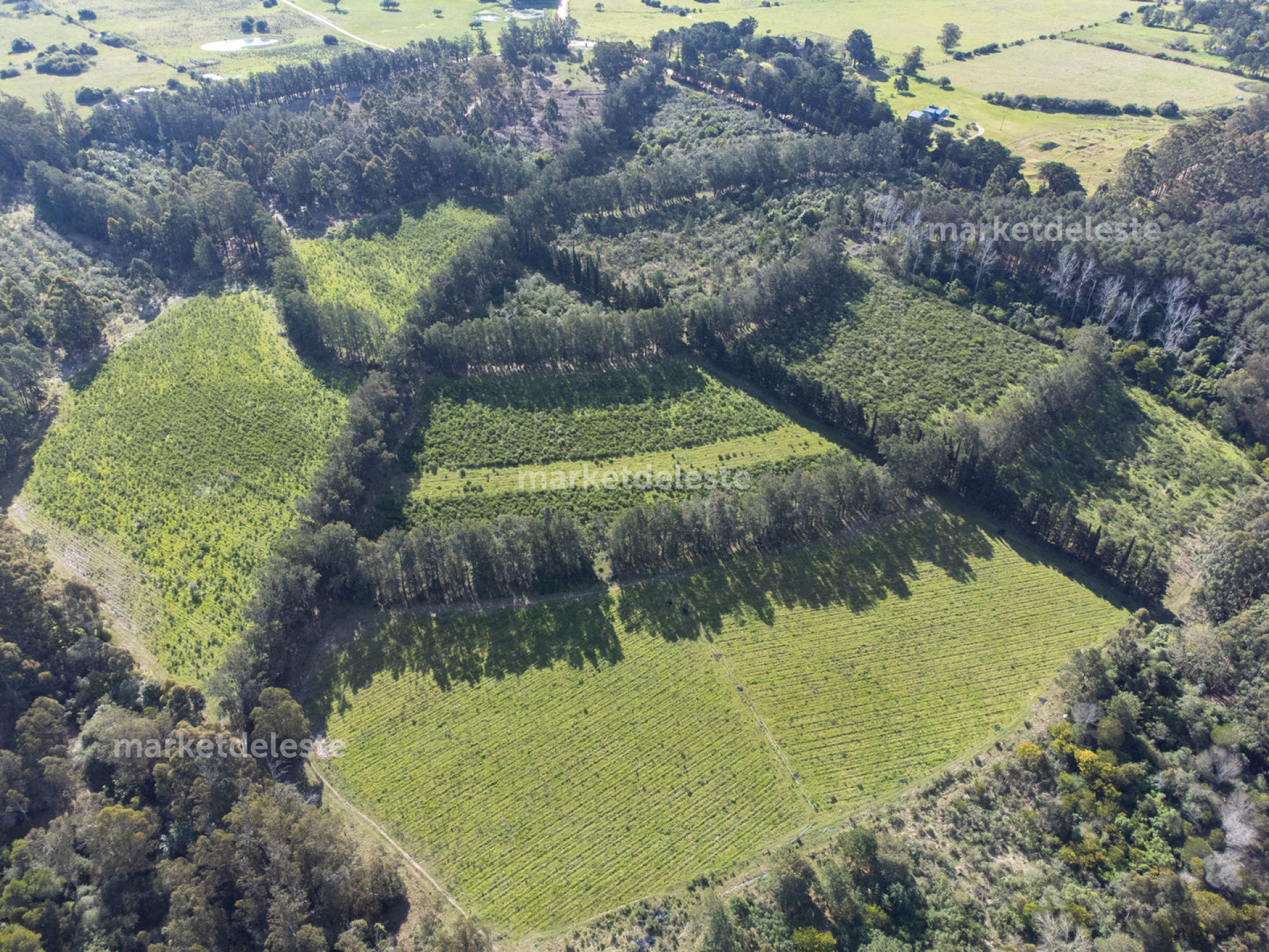 CHACRA EN LA PATAIA - 20 HAS