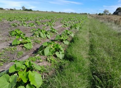 Venta campo 8.5 hectáreas Canelón Chico