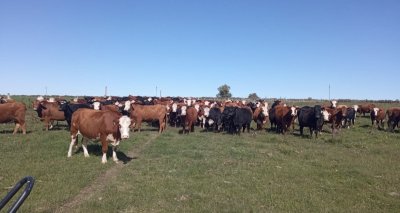 Artigas venta de campo