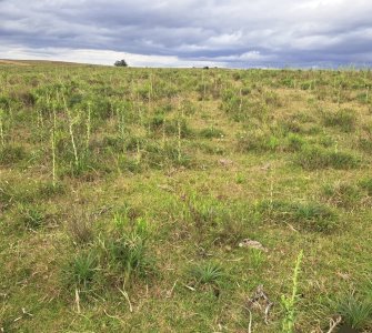 Vende campo 21 h José  Ignacio