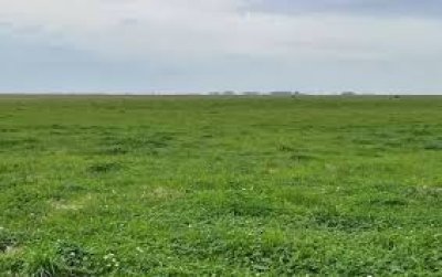 EXCELENTE CAMPO EN ROCHA