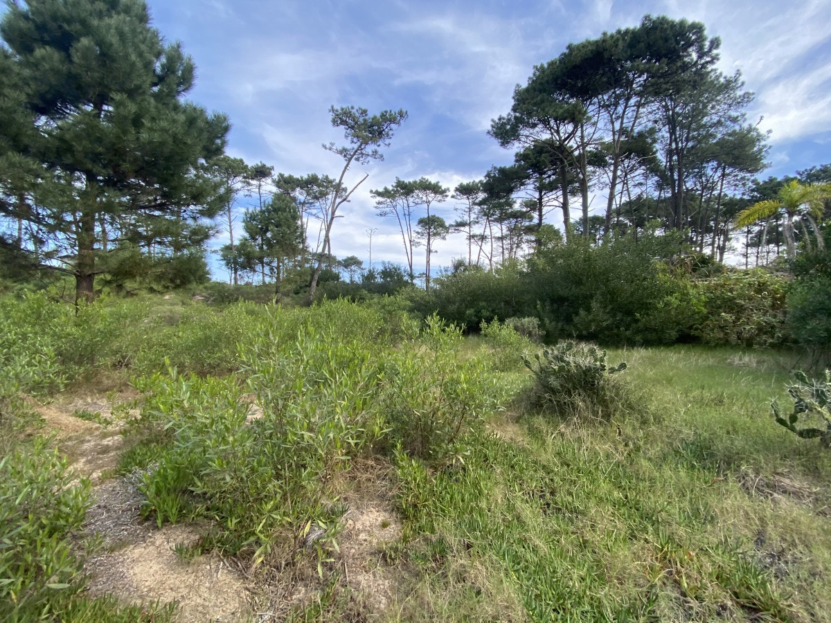Terreno Venta Chihuahua