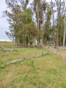 En venta 25 hectáreas entre Villa Velázquez y Lascano, Rocha.