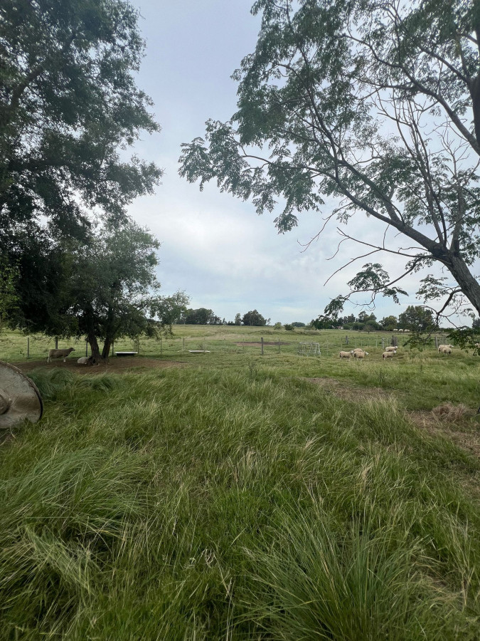 CAMPO DE 18 HAS EN VENTA 100% EXPLOTABLE 