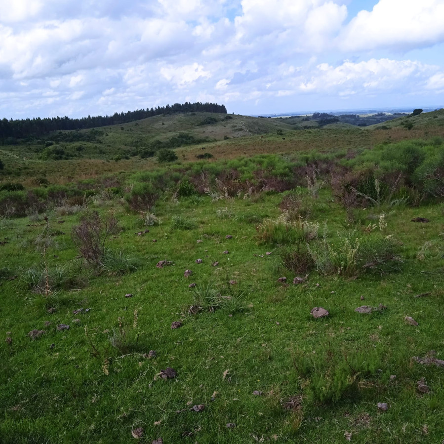 Chacra Garzón de Rocha, Cerro Áspero