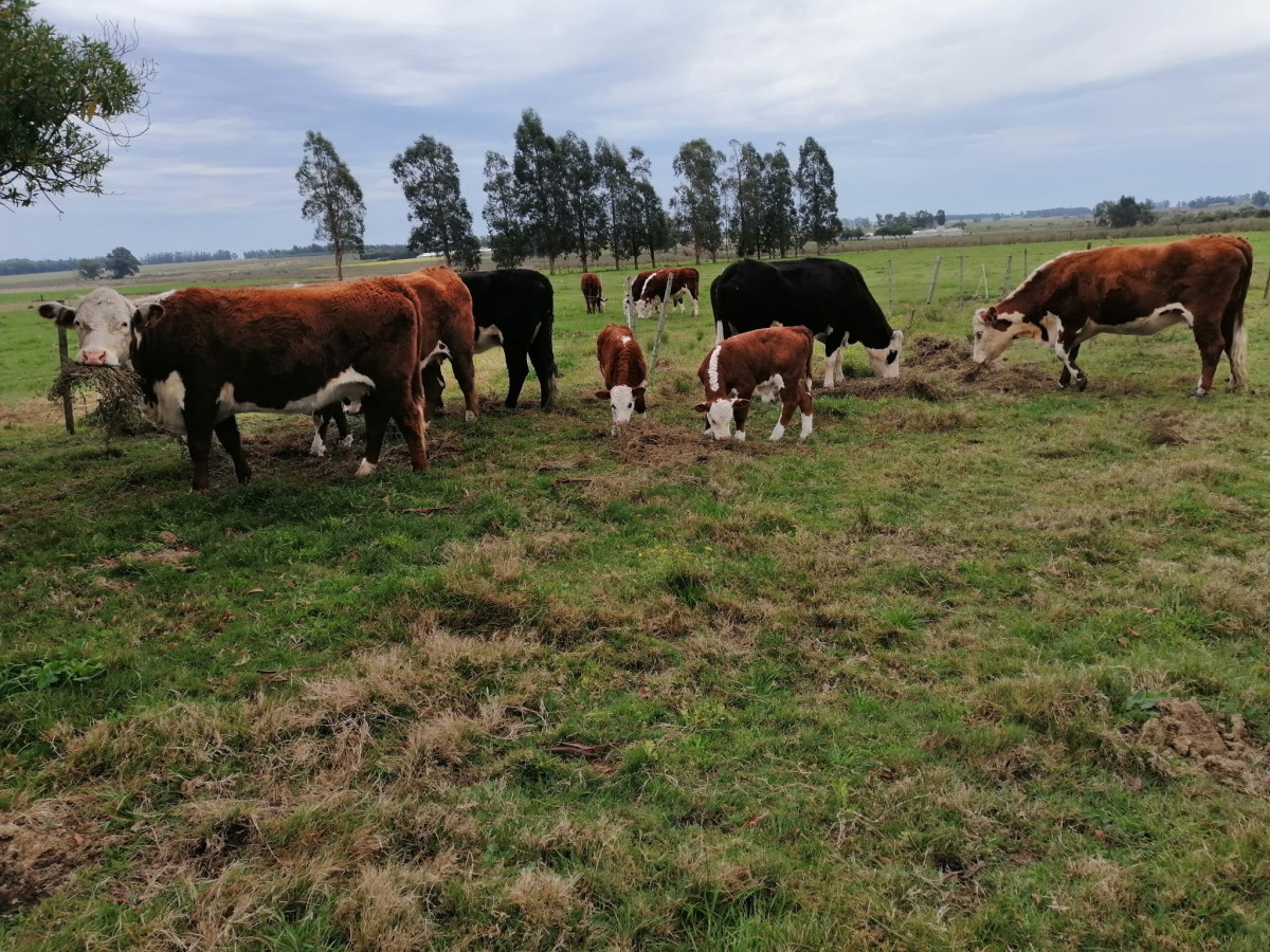Oportunidad venta de Chacra con casa tajamar árboles  galpón en Canelones 