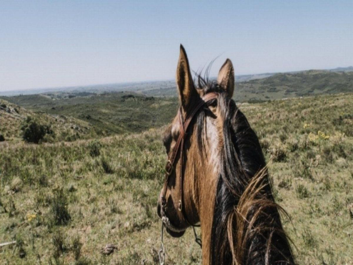 SE VENDE CAMPO GANADERO TURISTICO EN TREINTA Y TRES (URUGUAY)