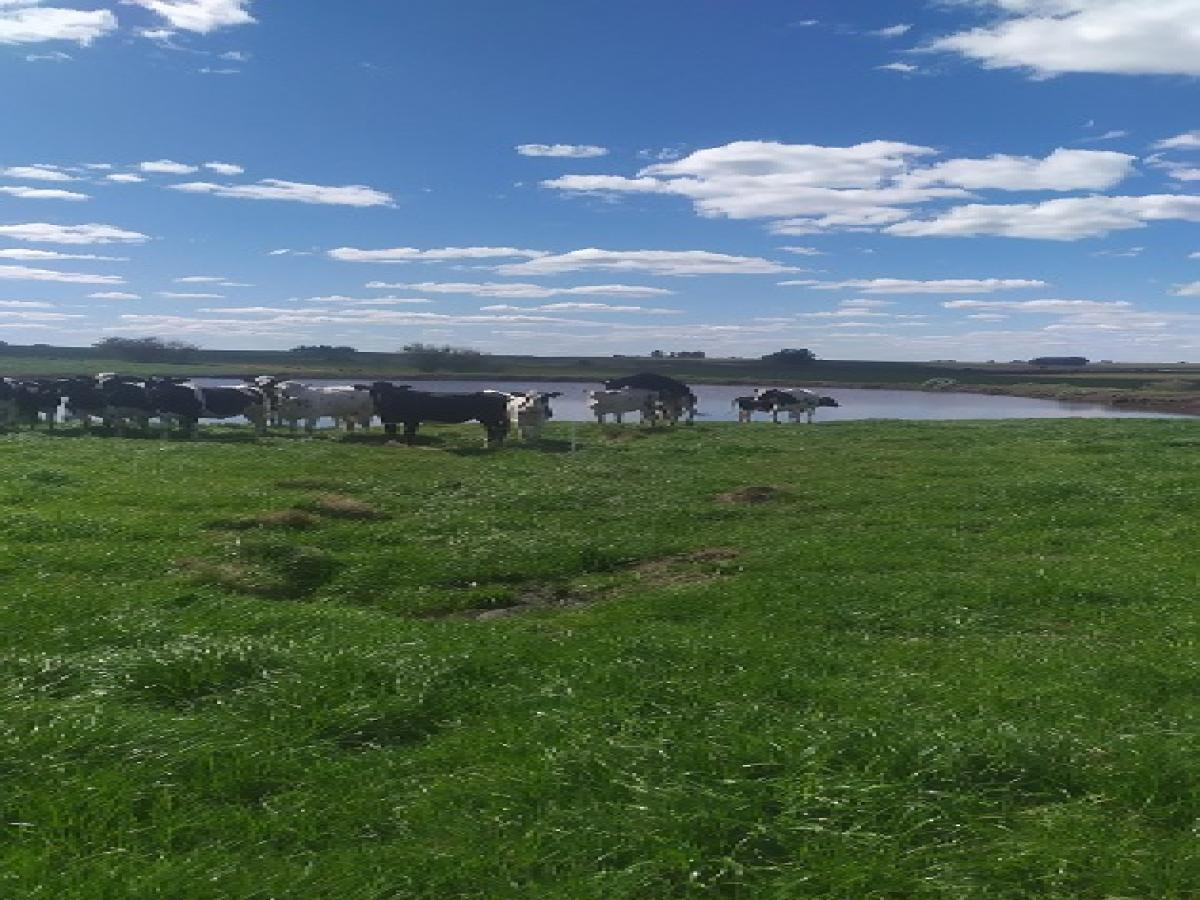 VENDO CAMPO 150 HECTÁREAS EN LA CIUDAD DE FLORIDA