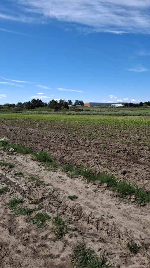 Venta chacra 4 hectareas y media entre Ruta 102 y 101