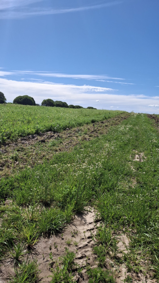 Venta chacra 4 hás y ½ entre R 102 y 101