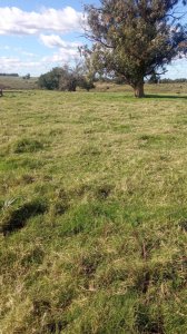 Venta campo 29 hectareas a 4 km de San Carlos