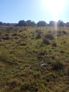 Venta de campo de 22 Ha en Zanja de Chavez