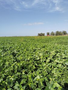 CAMPO EN SAUCE, CANELONES. MUY BUEN ACCESO