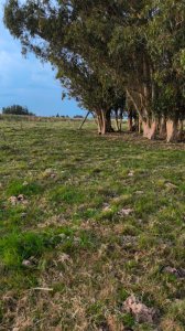Venta Campo 13 Ha en Cañada Bellaca