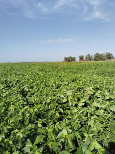 VENTA DE CAMPO EN SAUCE, CANELONES 