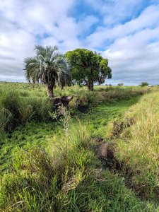 Campo en Sierras de San Miguel Rocha 