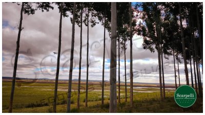 VENTA CAMPO RIVERA 86 Hás Costa Rio Tacuarembó Ideal Cultivos Húmedos Arroz Soja etc.