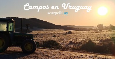 VENTA CAMPO RIVERA 86 Hás Costa Rio Tacuarembó Ideal Invernada