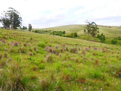 VENTA CAMPO ROCHA PROXIMO LAGUNA DE CASTILLOS ENTRE 19 DE ABRIL Y CIUDAD DE CASTILLOS