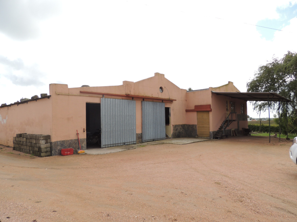 Venta  de Bodega, Viñedo 11 Has y casas, en Toledo Chico.