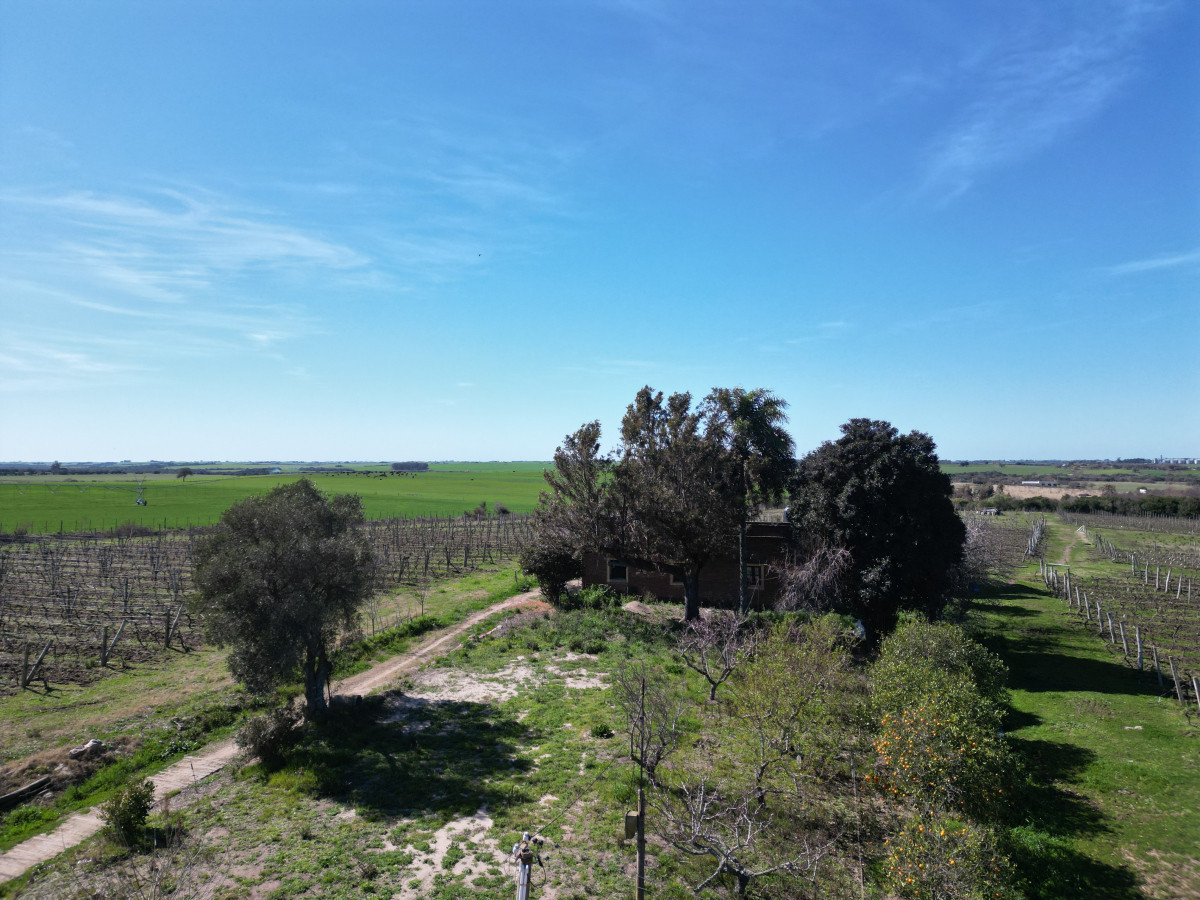 Excelente chacra en venta en Carmelo, con viñedos y casa antigua.
