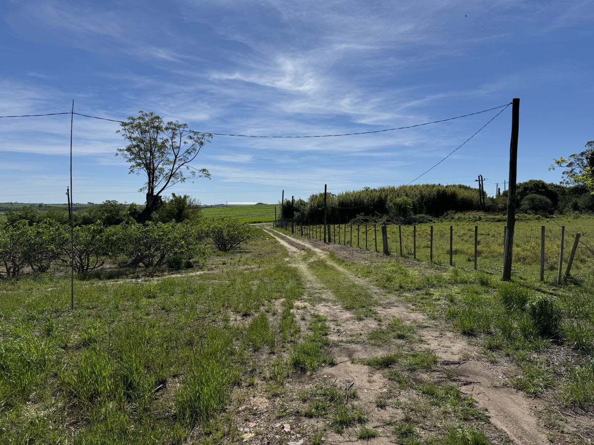 Chacra de 1,3 Has con plantación de higueras - Cerca de Nueva Helvecia