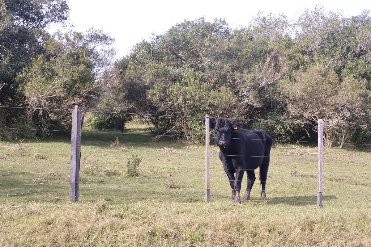 Estancia ganadera completa en venta de 3.000 has en Cerro Largo.