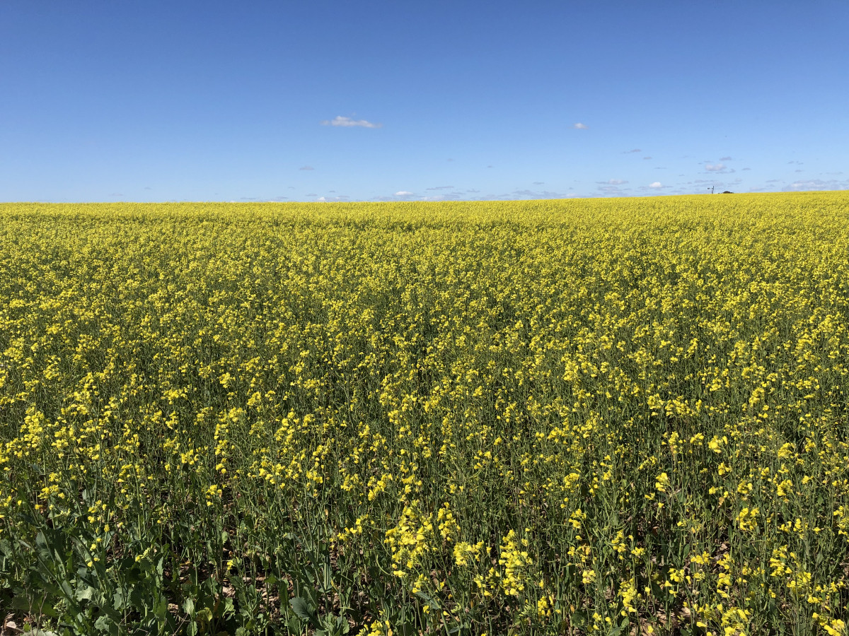 Campo con suelos premium en venta en el corazón de San Pedro.