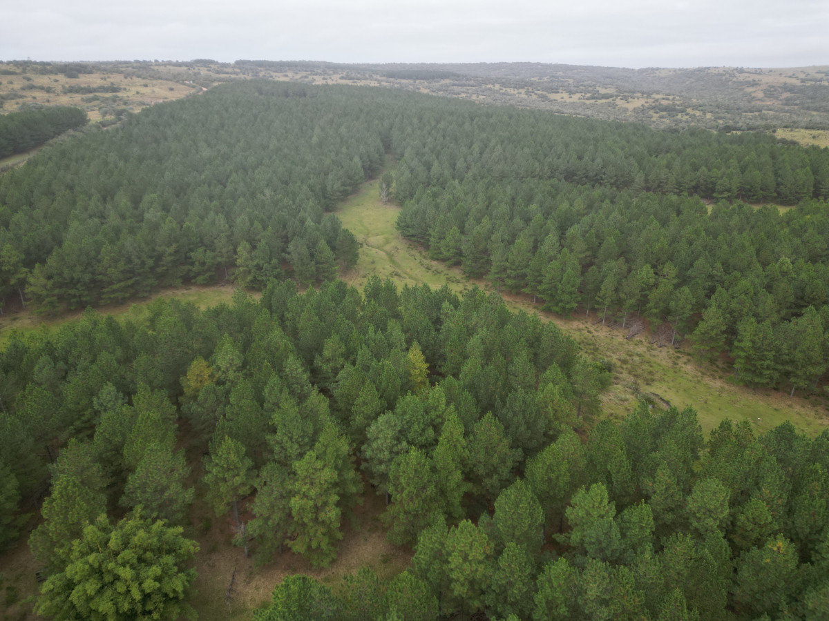 2.362 hás con montes de Pinos en venta en Cerro Largo.