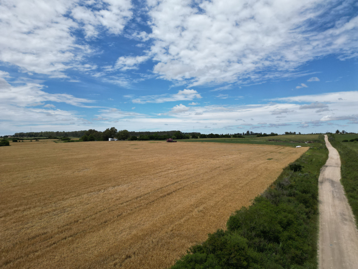 Campo agrícola - ganadero de 36 hás en venta, Ecilda Paullier