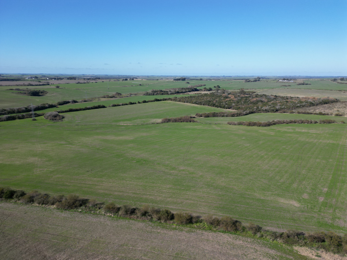 Excelente campo agrícola en venta en Víboras, Carmelo.