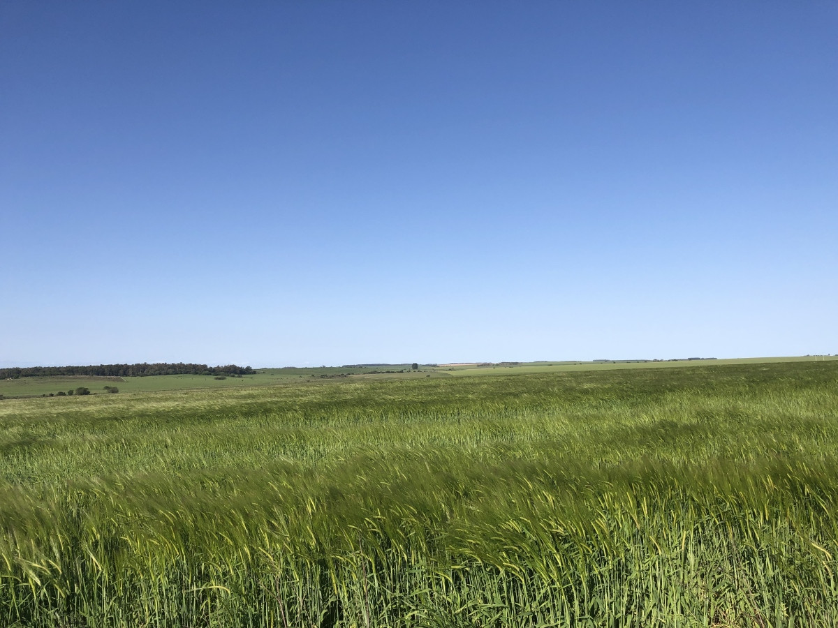 Campo de 270 hás en venta con alto potencial agrícola, Río Negro.