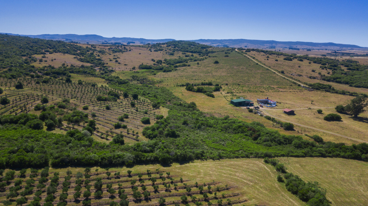 Campo con Olivos de 166 has en venta en Maldonado.